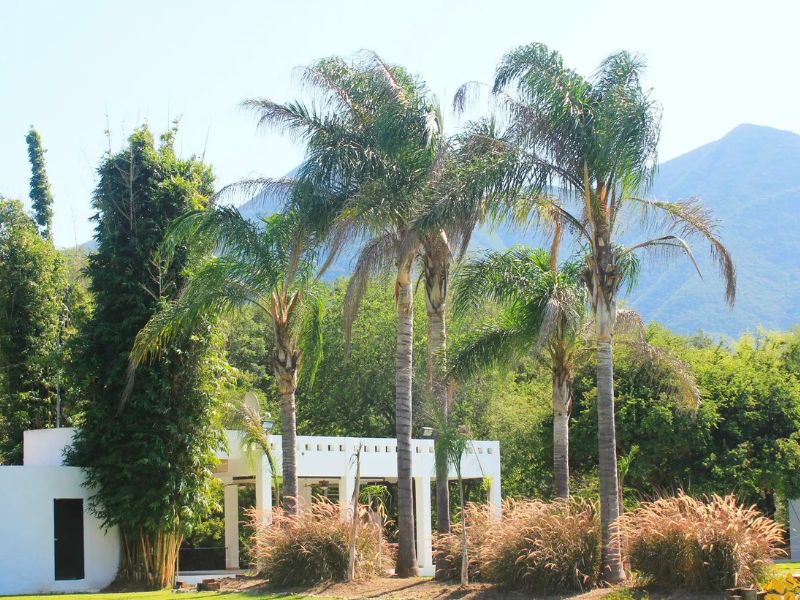 Quinta Santa Mónica